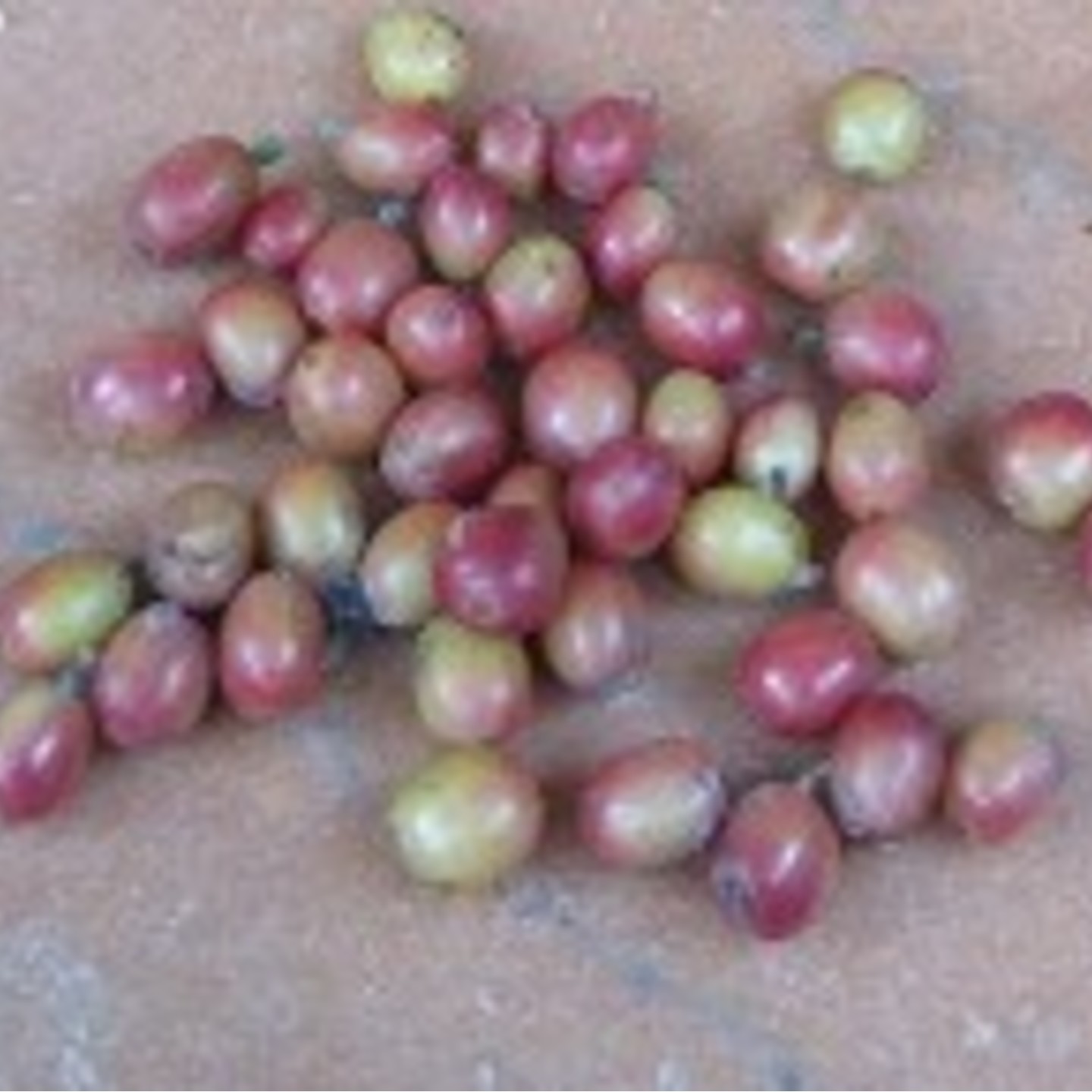 Coffee fruits-Dried-50 grams