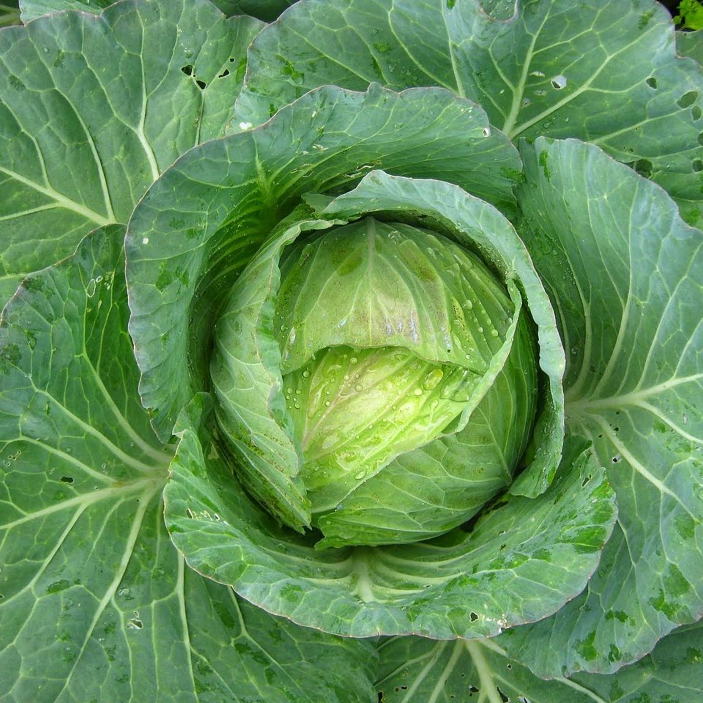 MHG-Veg-Seed-Cabbage-10 seeds