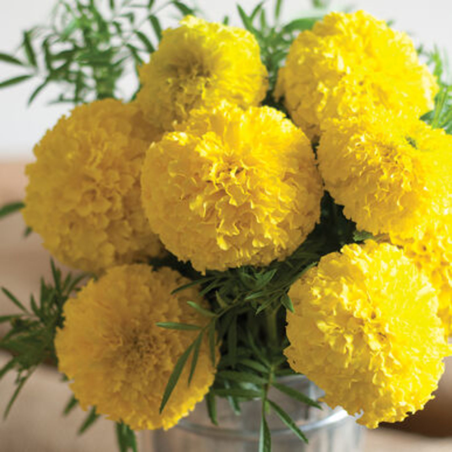 MHG-FLWR-MariGold Yellow-10 seeds