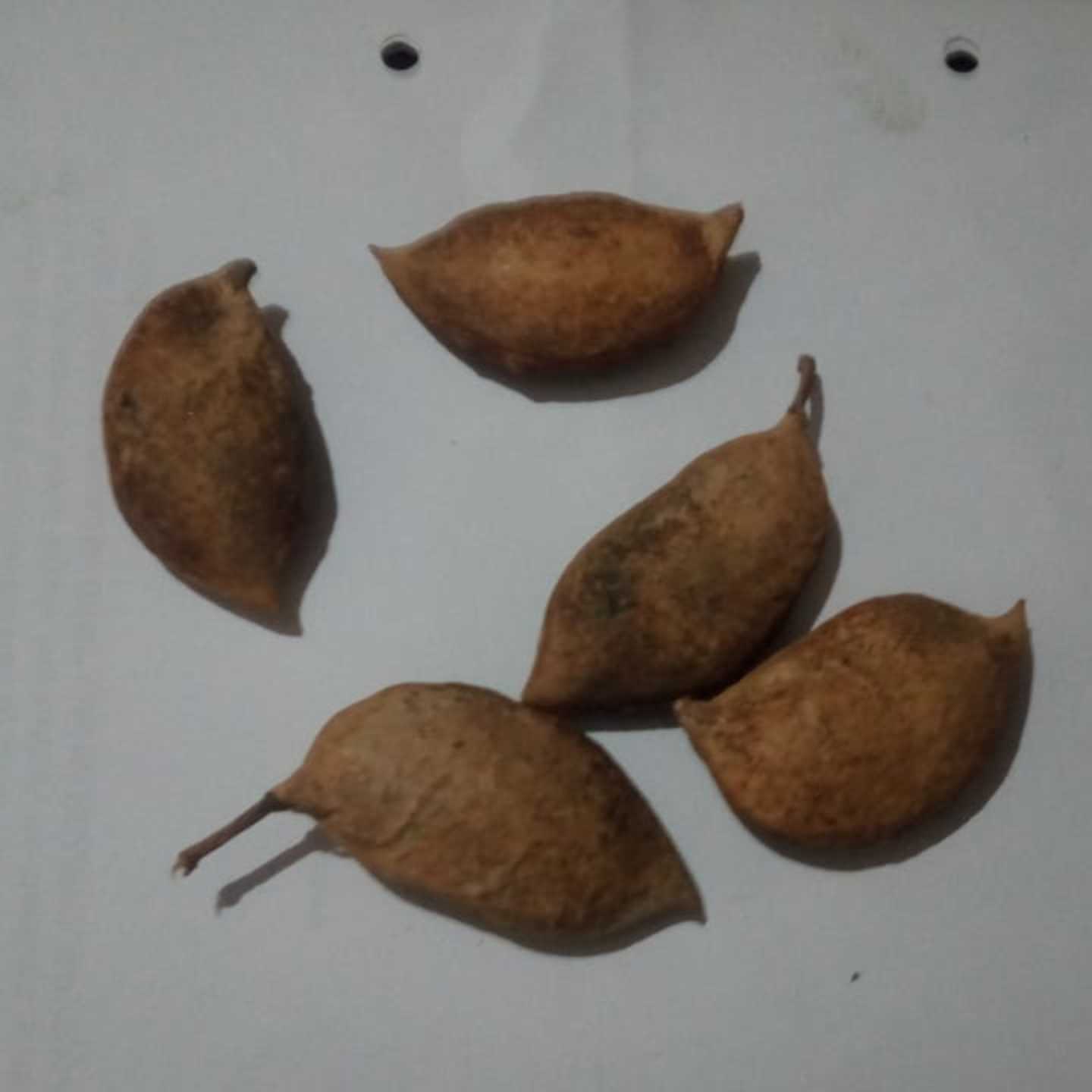 MyHobbyGarden-AvenueTree-Seed-Pongamia Honge Seeds-with shell-5 seeds