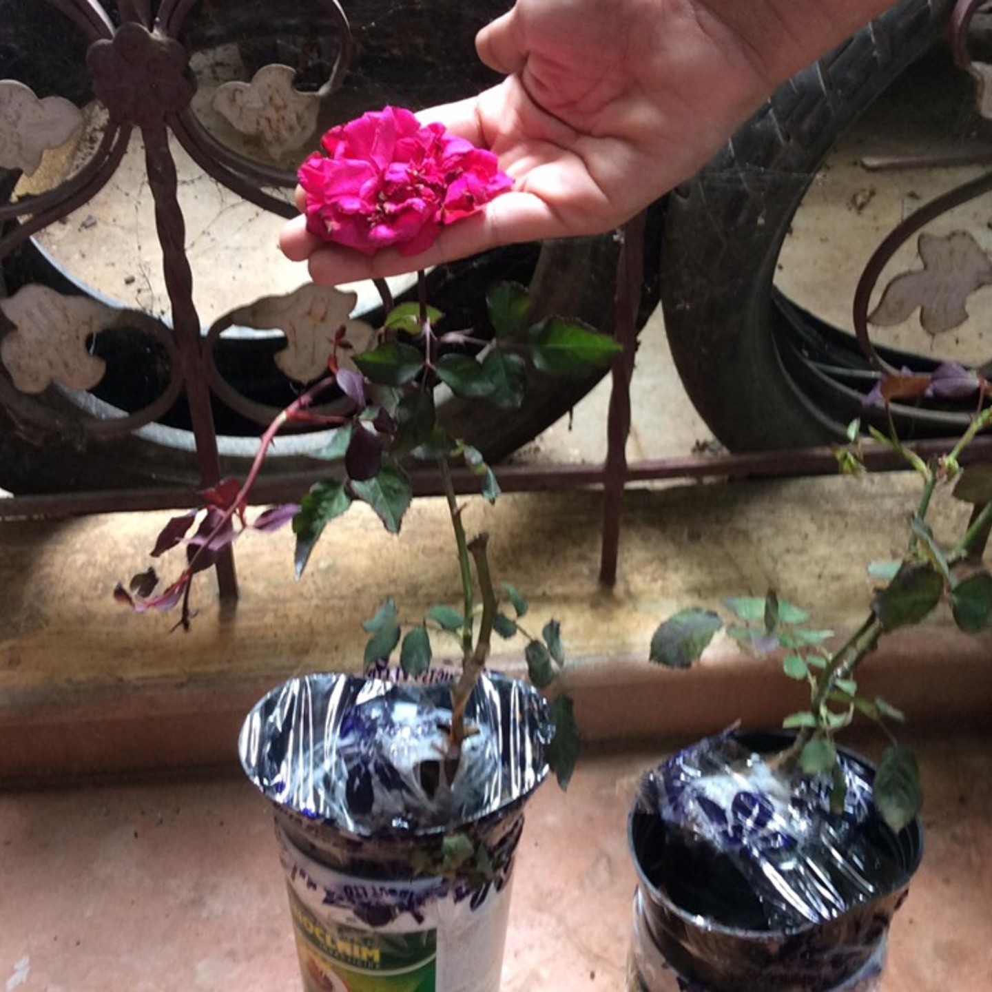 Pink Panneer Rose plant- 1 no. - creeper/fragrant