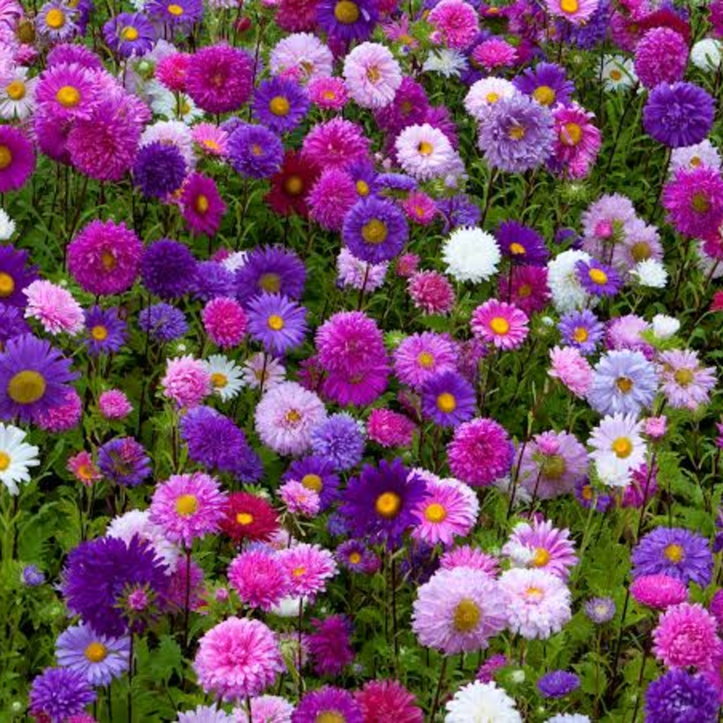 MyHobbyGarden MHG-FLWR-Aster Mixed Colors -20 Seeds