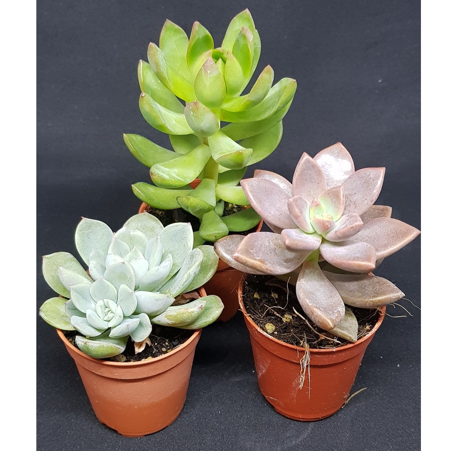 Succulents - please contact us for availability.
