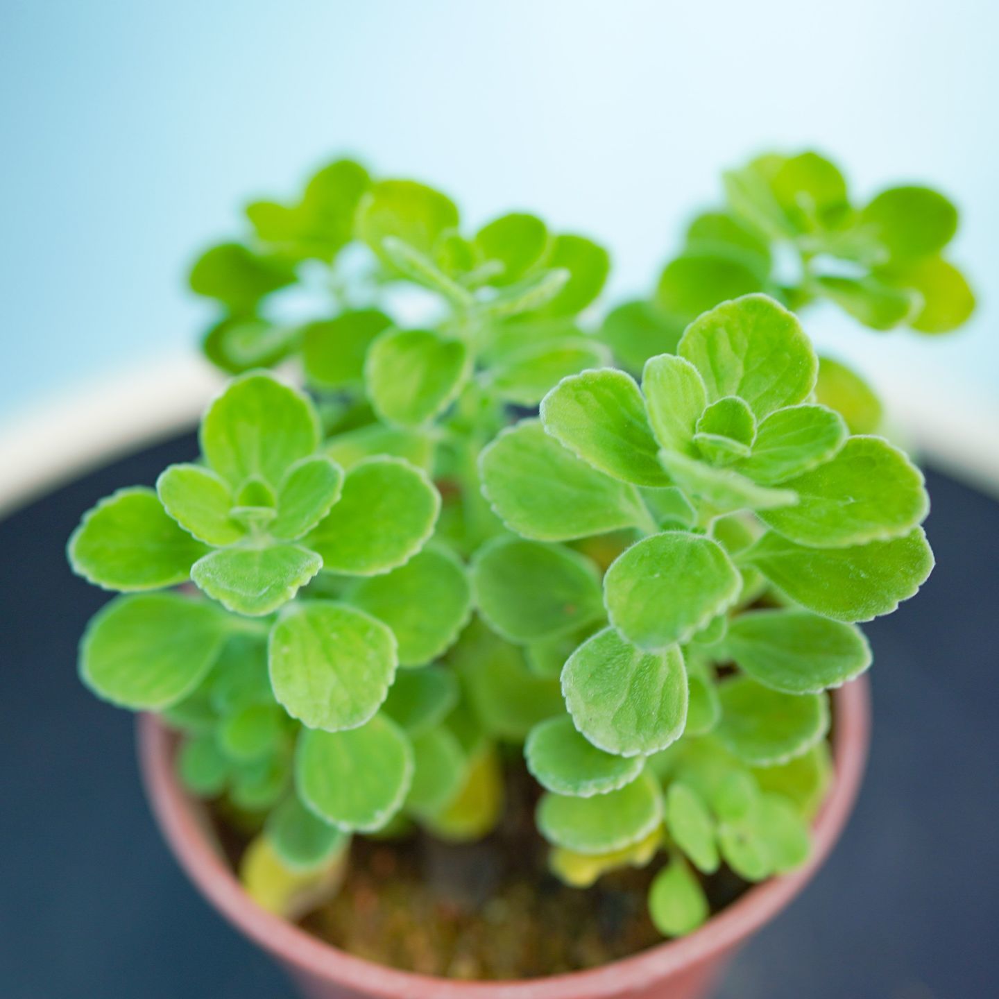 Cuban Oregano