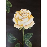 Radiant Rose
