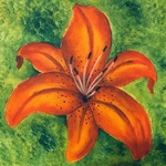 Tiger Lily