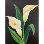 Calla Lilies
