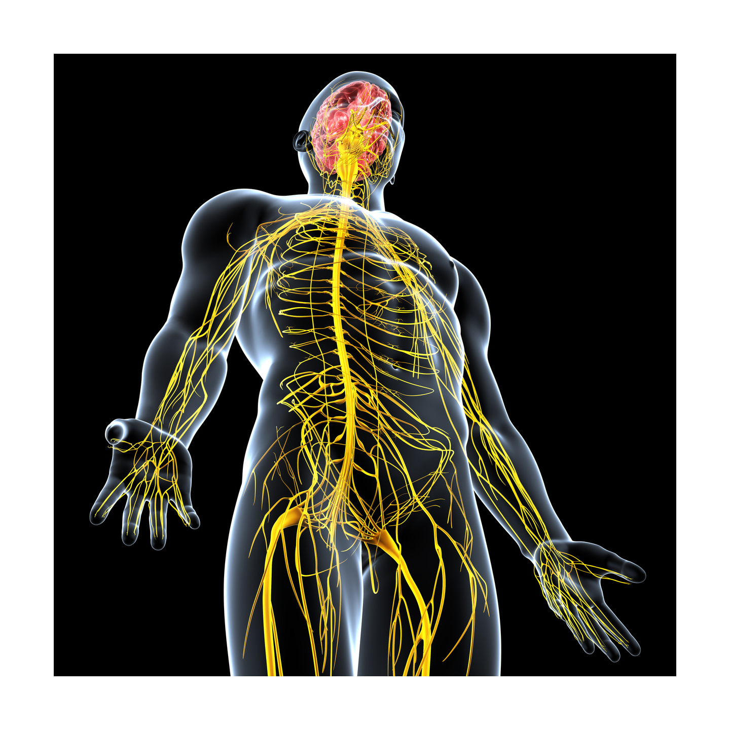 Нервные органы. Нервная система человека. Нервы человека. Периферическая нервная система человека. Мозг и нервная система человека.