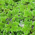 Azolla Live Plants 25+ Plants - for Cultivation & Feeding