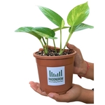 Good Luck Money Plant Variegated Live Plant with Pot