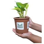 Good Luck Golden Money Plant live with Pot