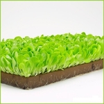 Grow Cube Qty 1248