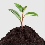 Organic Vermicompost Fertilizer Manure for Plants - 5 KG