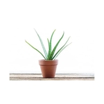 Aloe Vera Live Plant With Pot