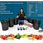 DWC Bucket System for Vine Crops.