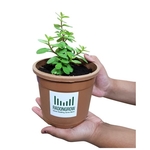 Live Jade Plant with Pot (Good Luck Feng Shui)