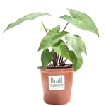 RADONGROW Patra PlantColocasiaArbiTaro Plant