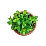 Peppermint Live Plant With Pot