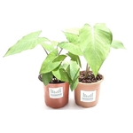 RADONGROW Patra Plant ColocasiaArbiTaro Plant 2 2- Quantity