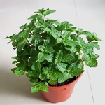 Mint Pudina Live Plant with Pot