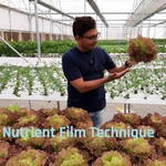 Hydroponic Consulting Services Less than 2000 sq.mtr