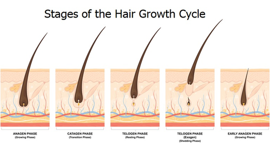 Hair Growth Cycle - Anagen, Catagen, Telogen, Exogen