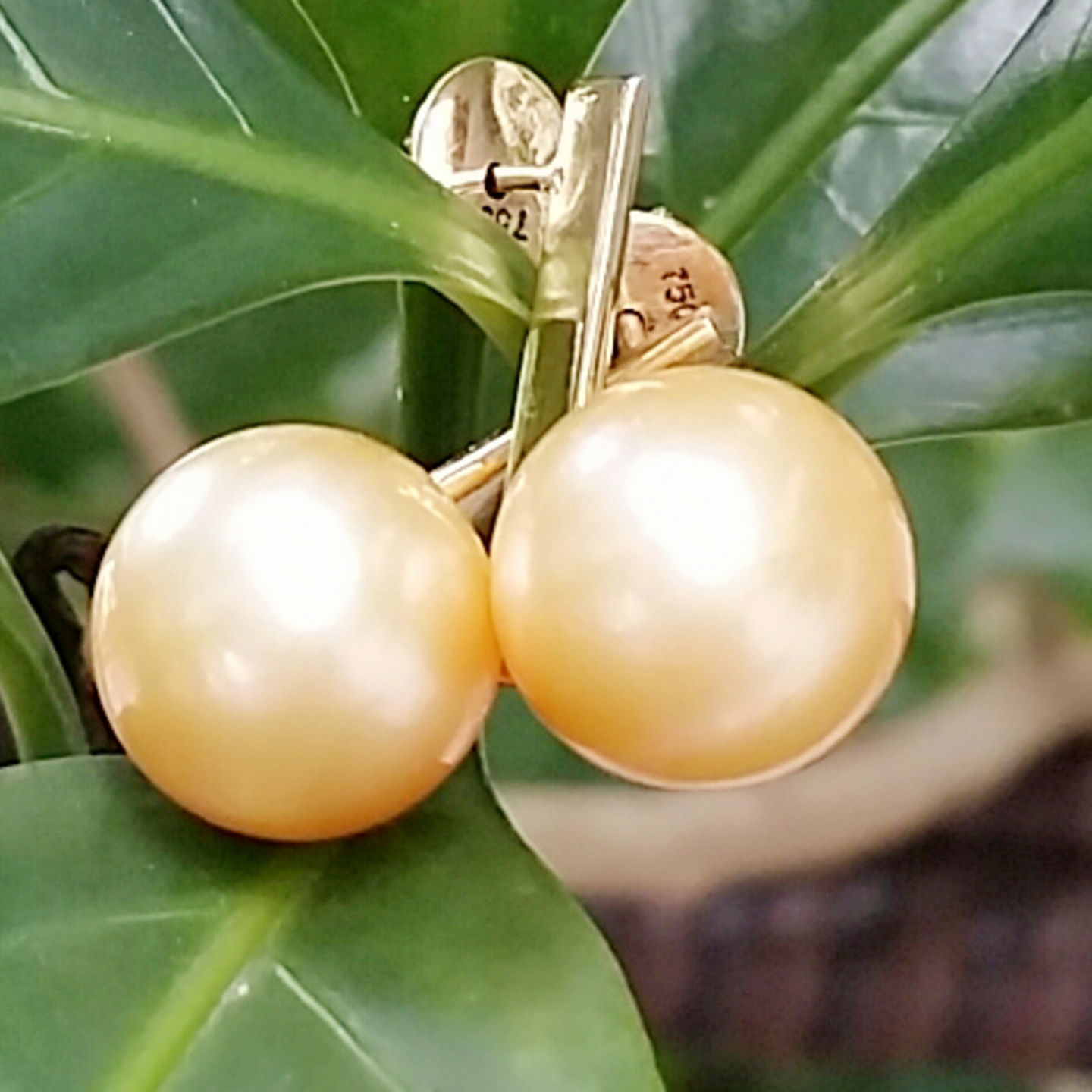 18K Yellow Gold Stick 11mm Golden Pearl Earrings