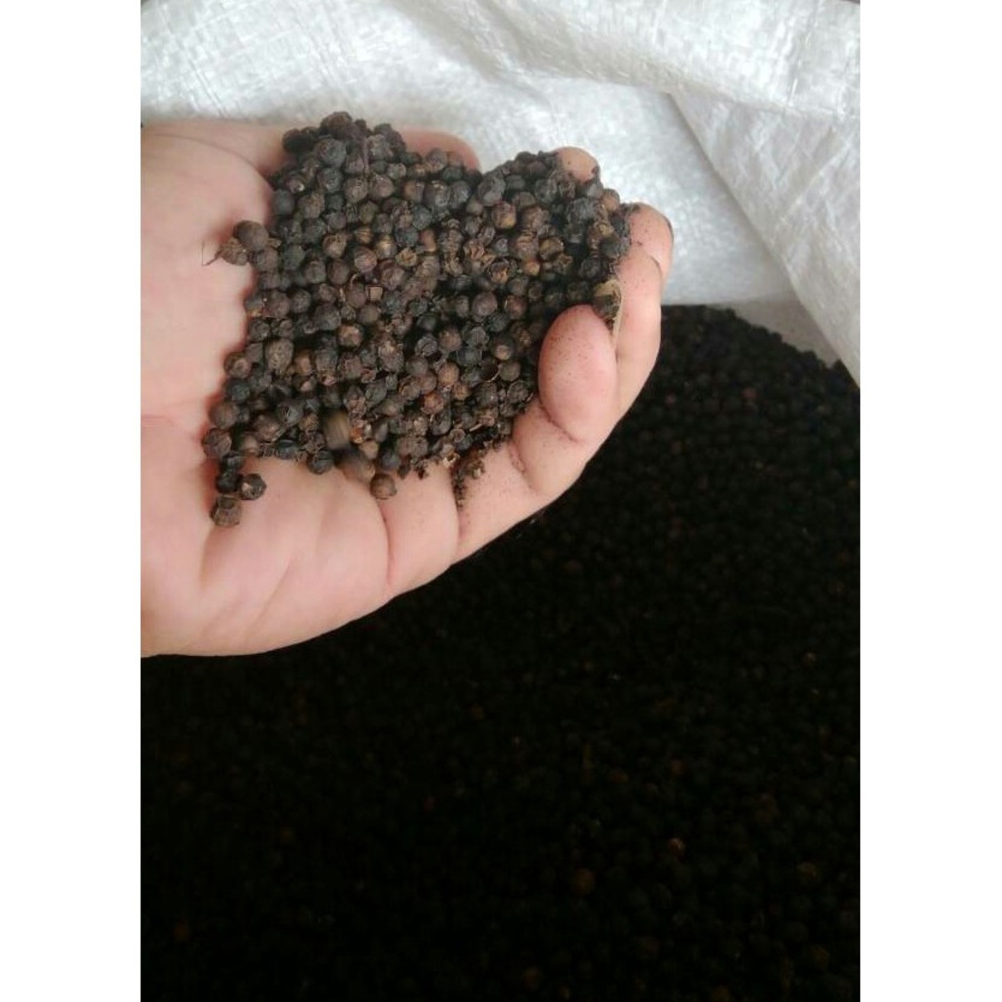 REAL SARAWAK Black Pepper Berries in Guni Bag 30kg