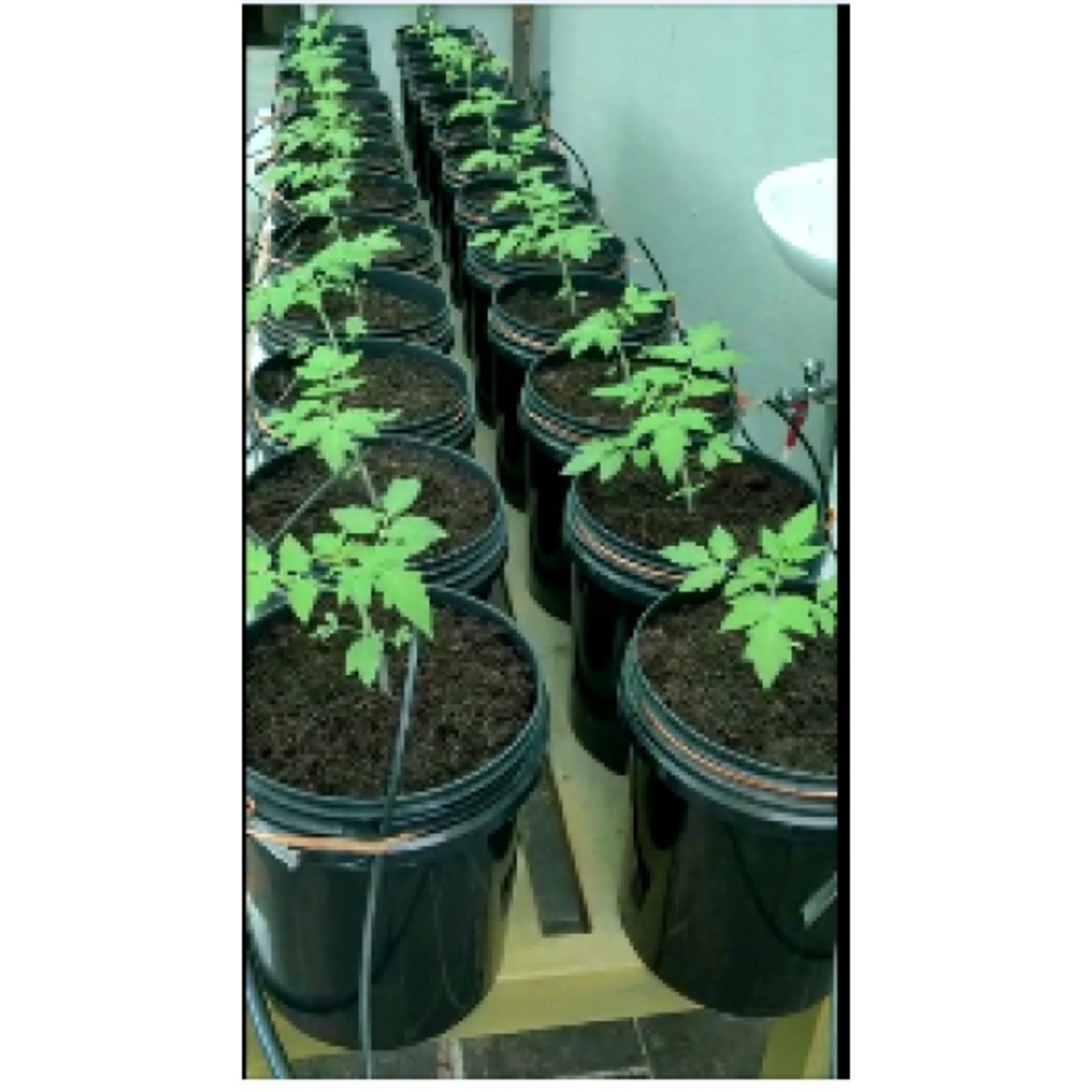 nF 10 Planter Dutch Bucket Hydroponics Kit 