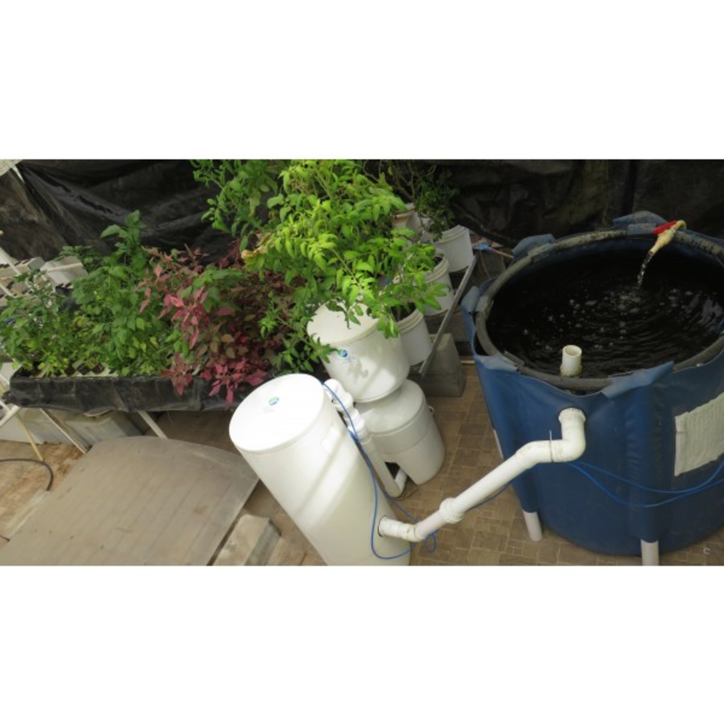 nf 256 Plants Recirculating Aquaponics System