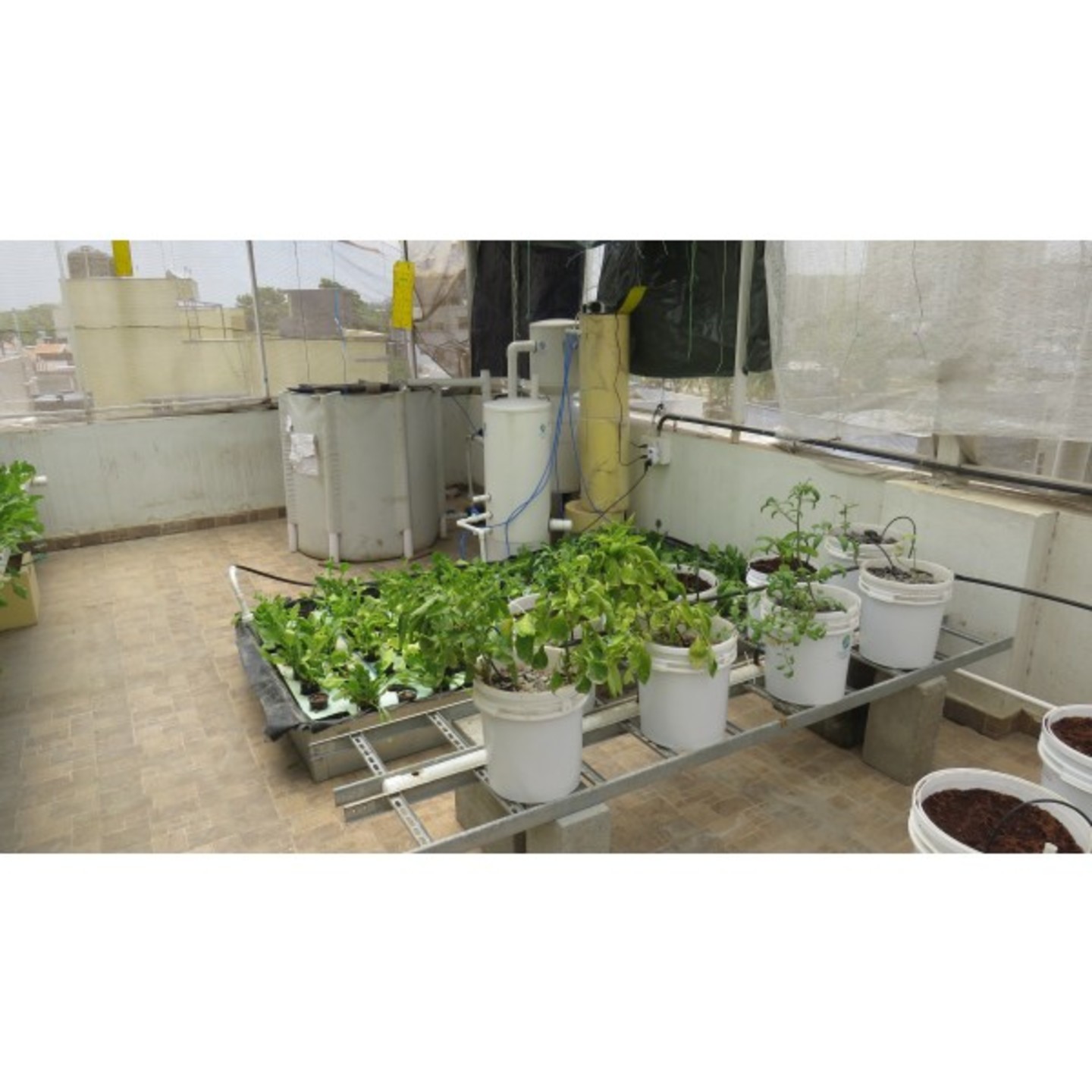 nf 128+22 Plants Decoupled Aquaponics System - (DWC + Dutch Bucket System)