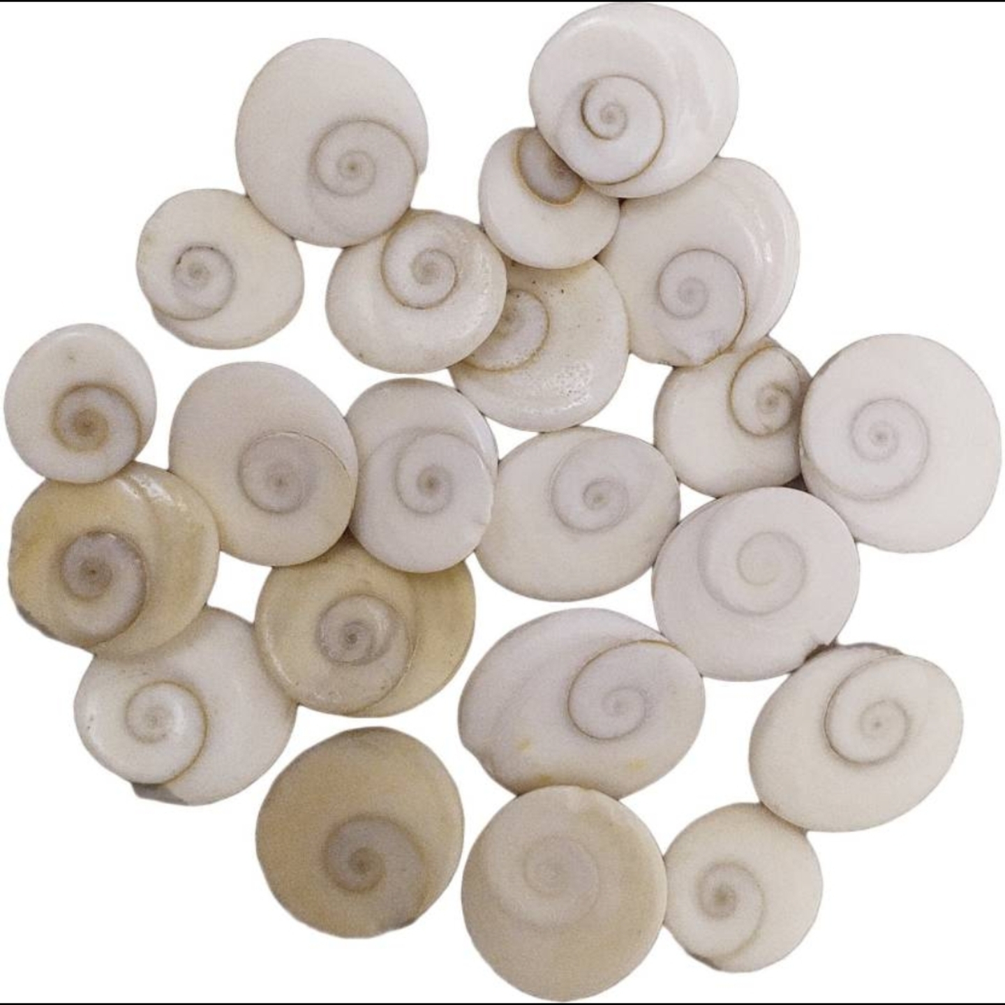 Sacred Gomti Chakra, Set of 21