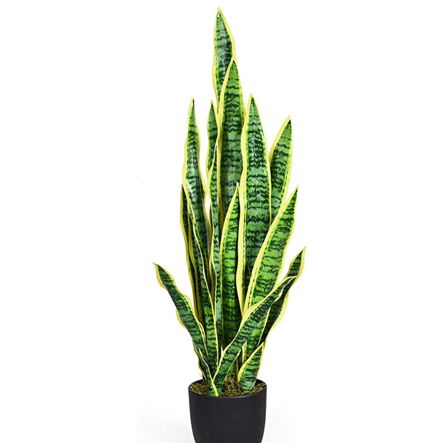 Yellow Snake Plant  Air Purifier Plant