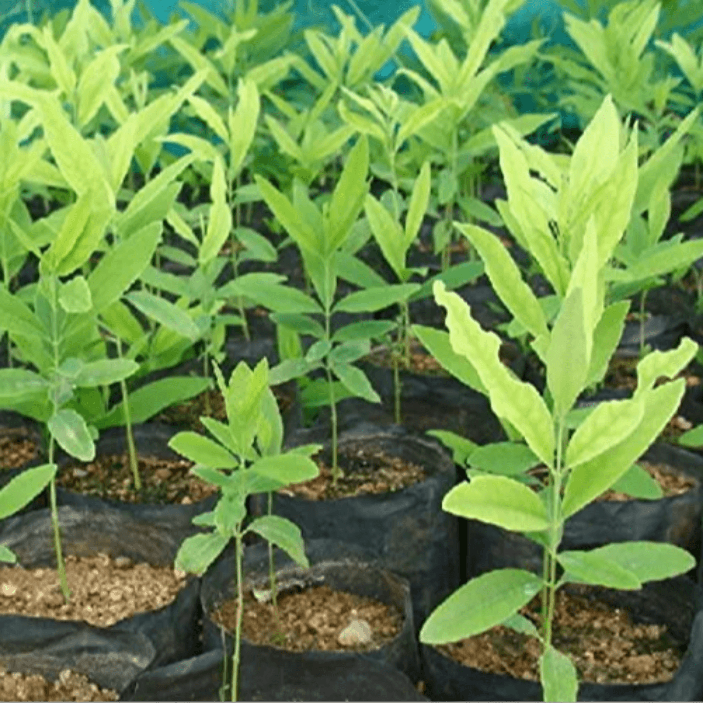 White Sandal Wood  Santalum album  Chandan Tree Plant
