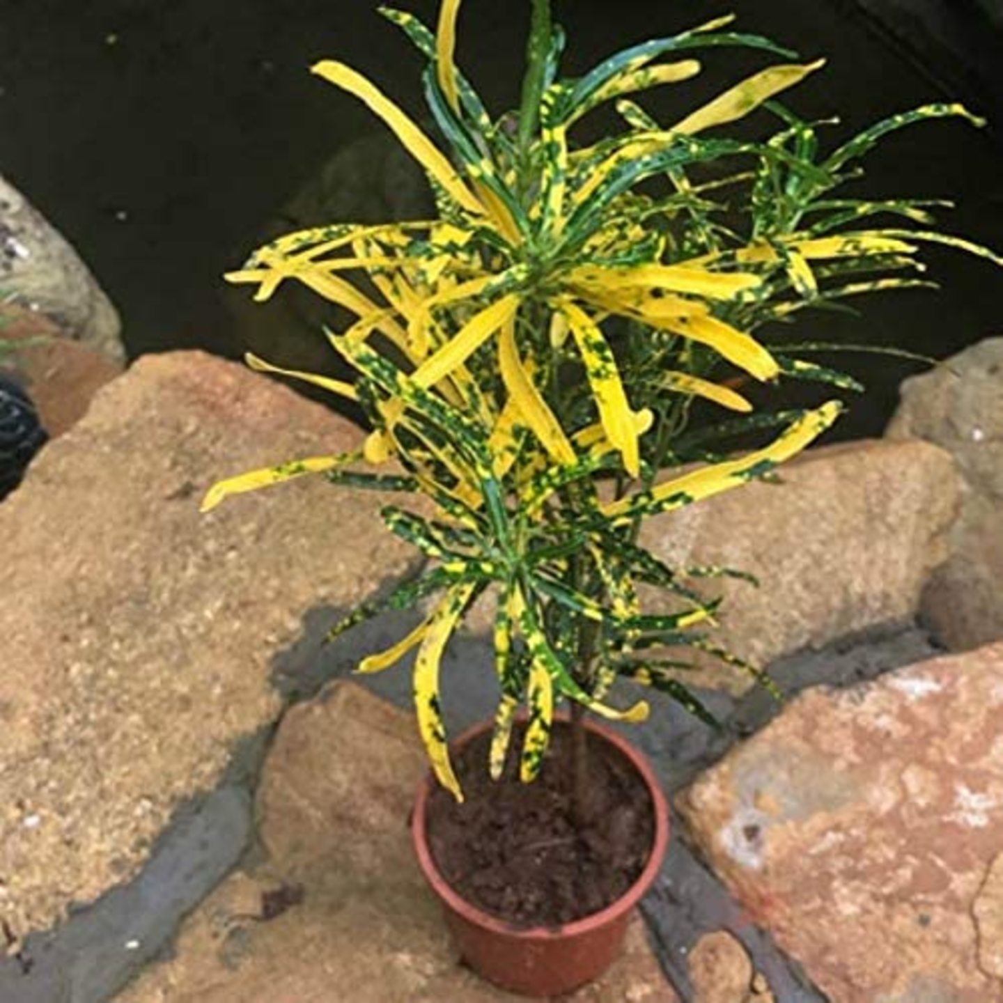 Patabahar  Corton Gold Dust Narrow Leaf Plant