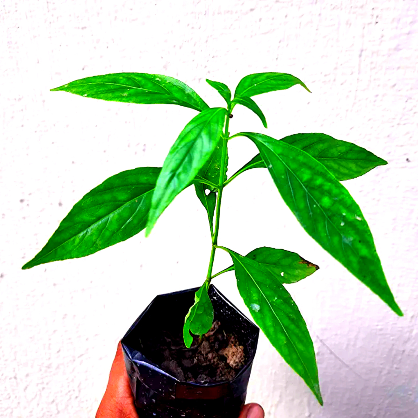 Kalmegh Herbal Plant 