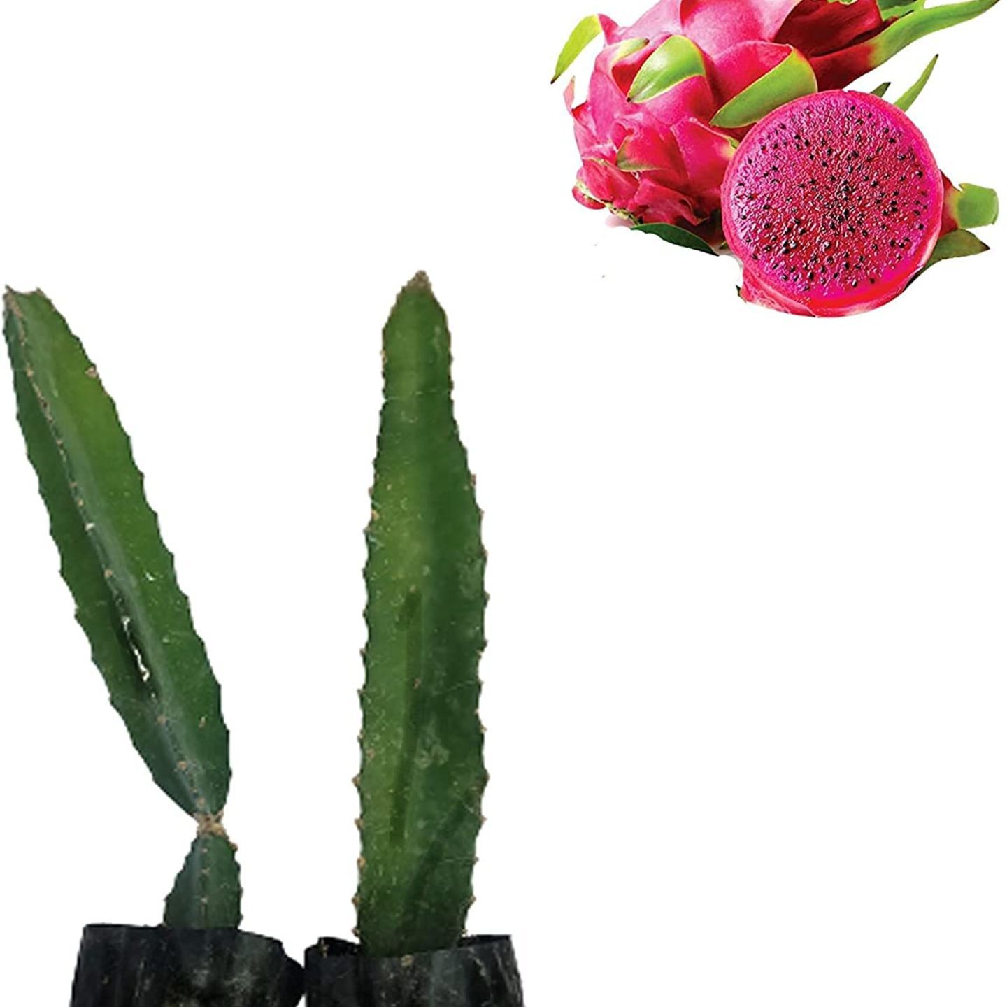 Dragon Fruit Plant (Red)