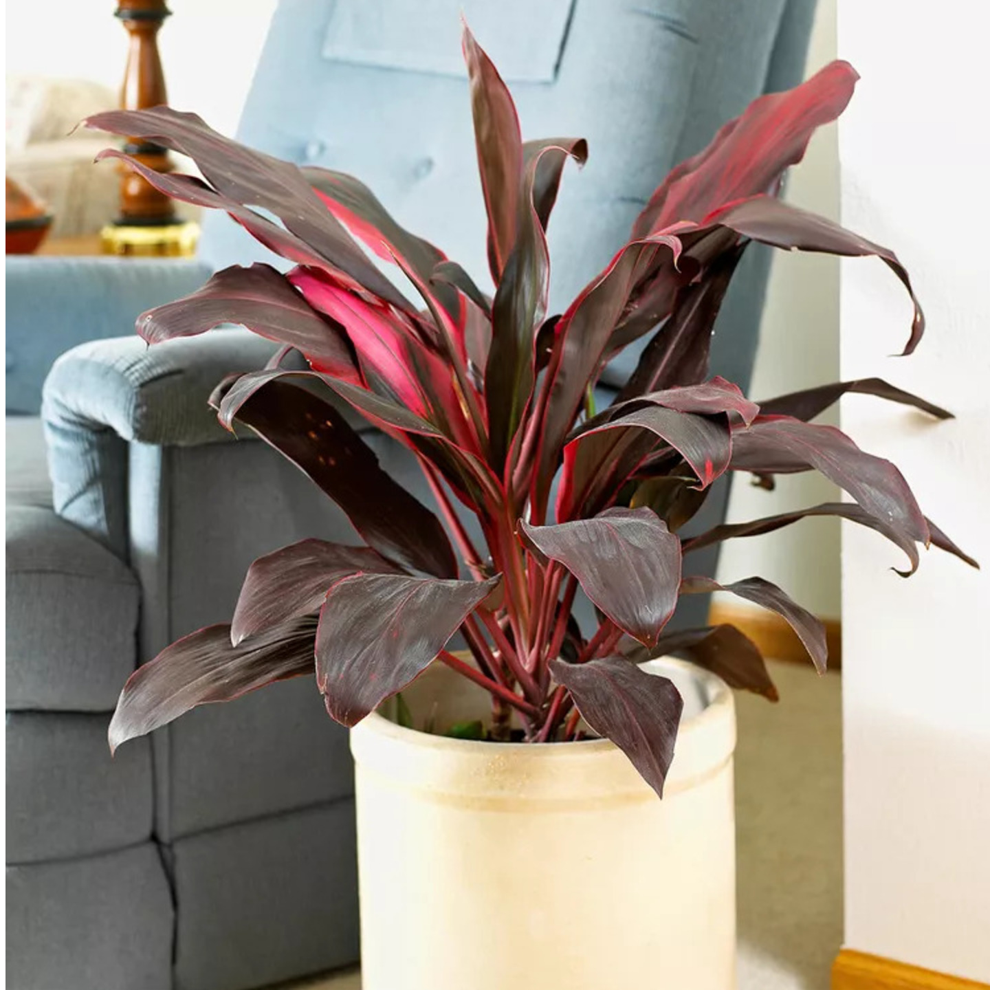 Pink Ti Plant (Cordyline fruticosa), Good Luck Plant