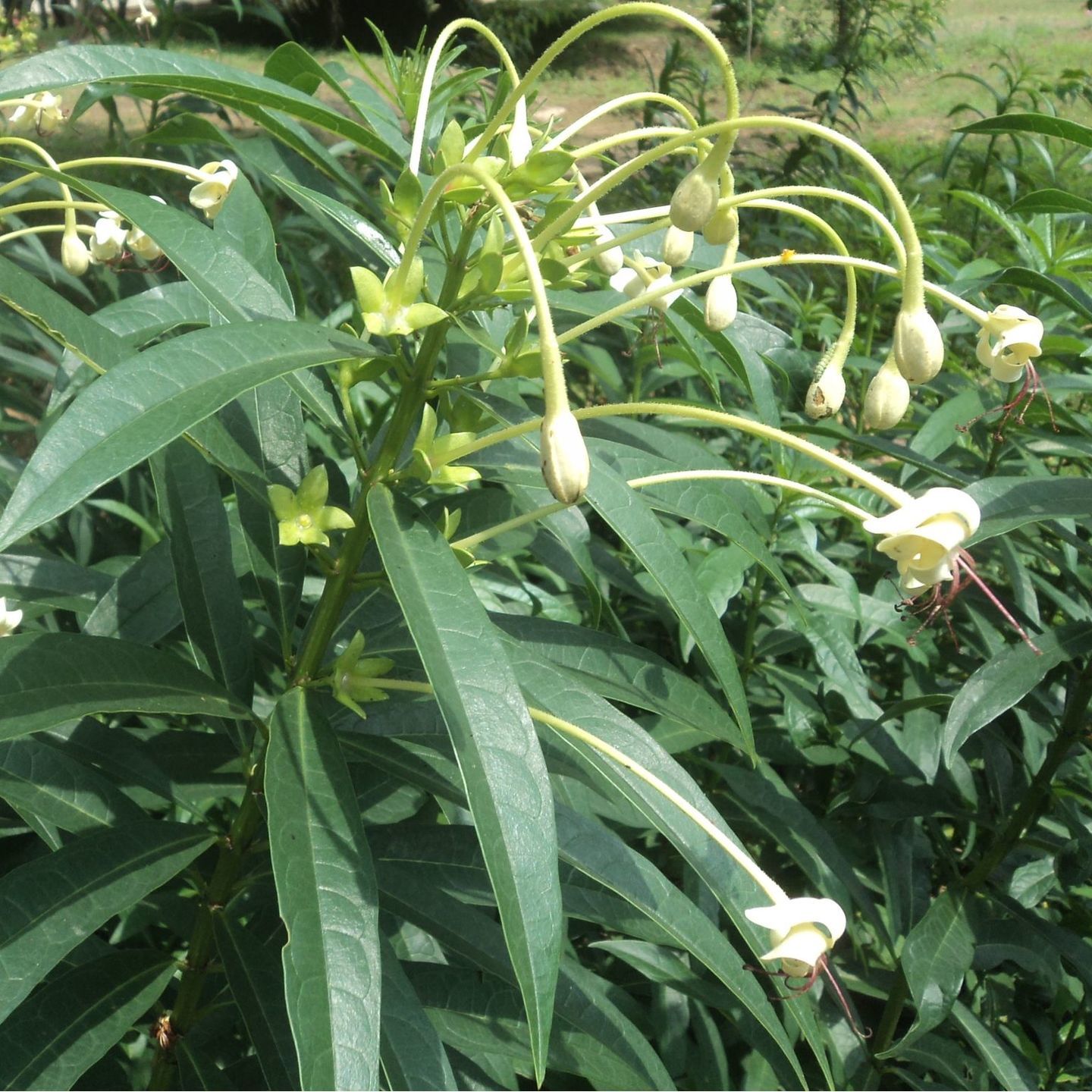 Clerodendrum Indicum, Indian Tubeflower Plant