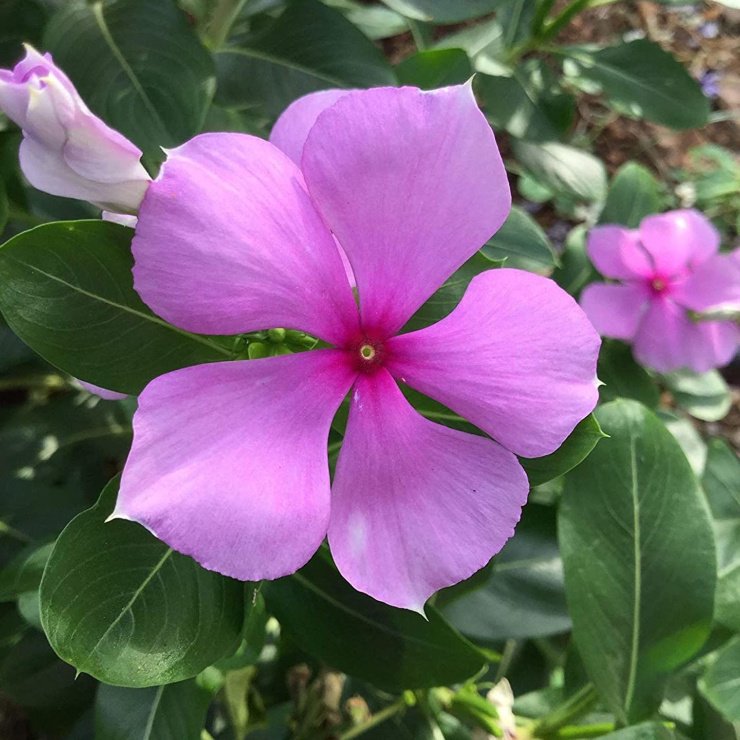 Sadabahar  Shavam Nari  Sadafuli  Nayanthara  Periwinkle Vinca  Catharanthus Roseus
