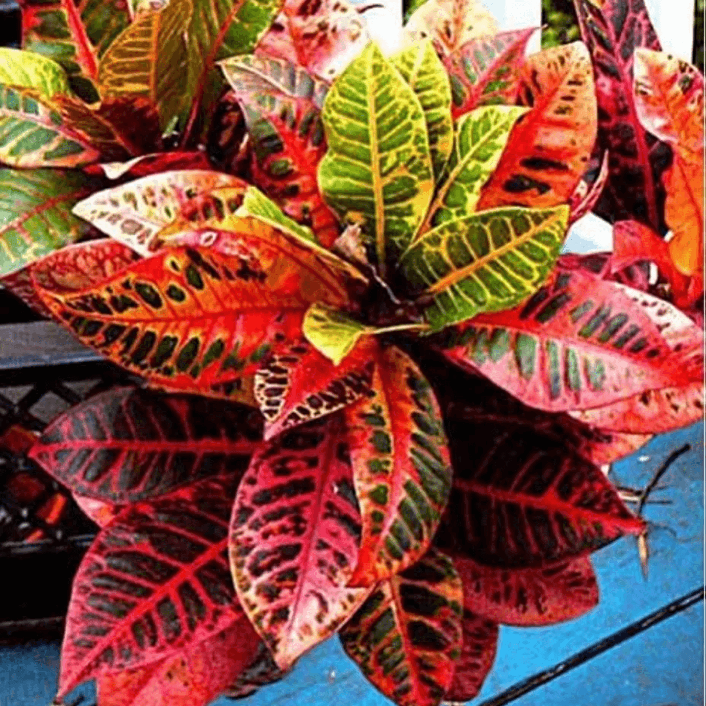 Croton  Patabahar Red Live Plant
