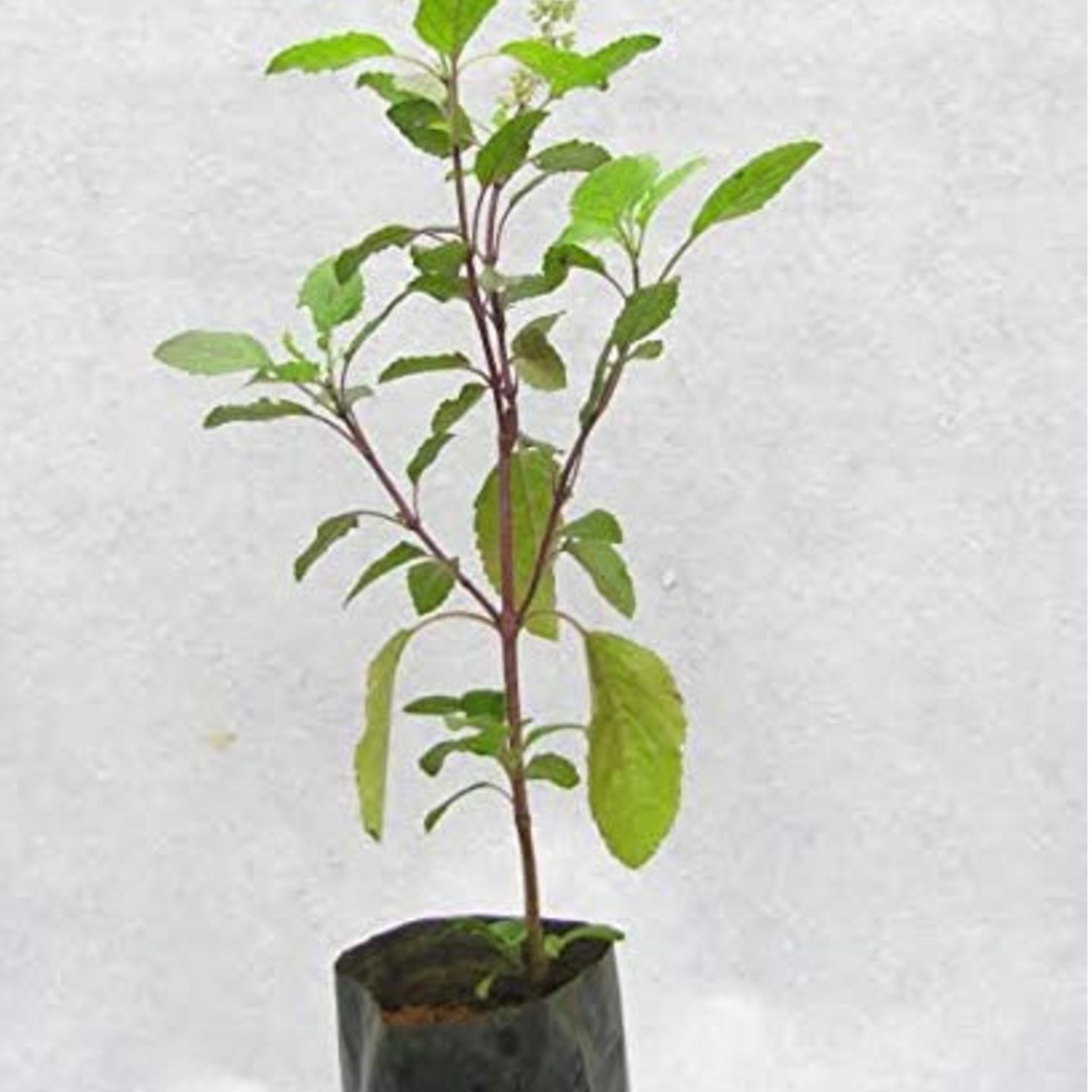 Black Tulsi Plant Krishna Tulsi