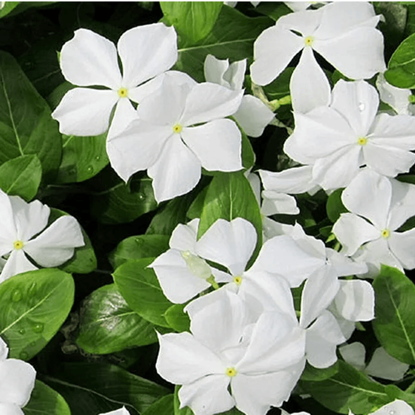 Sadabahar  Shavam Nari  Sadafuli  Nayanthara  Periwinkle  Vinca  Catharanthus Roseus White