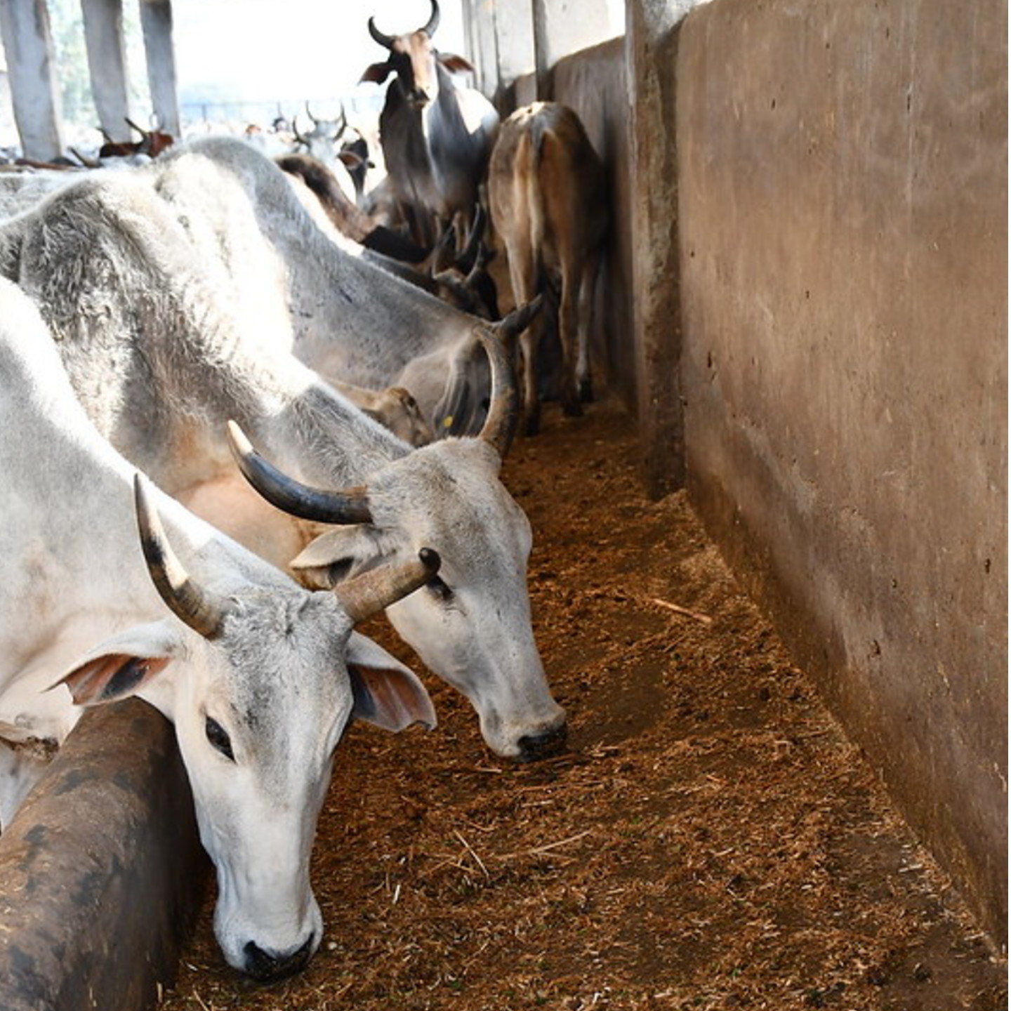 Adopt a Cow 3 Months