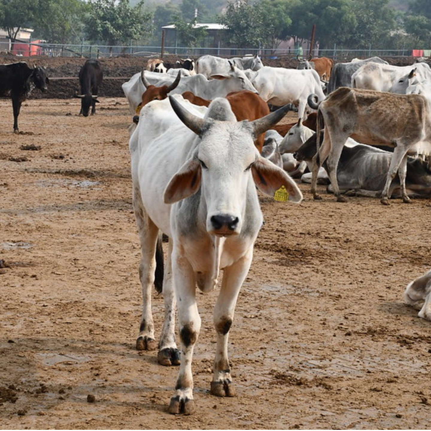 Adopt a Cow 3 Weeks