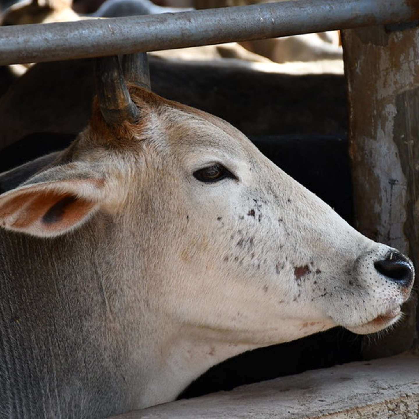 Adopt a Cow