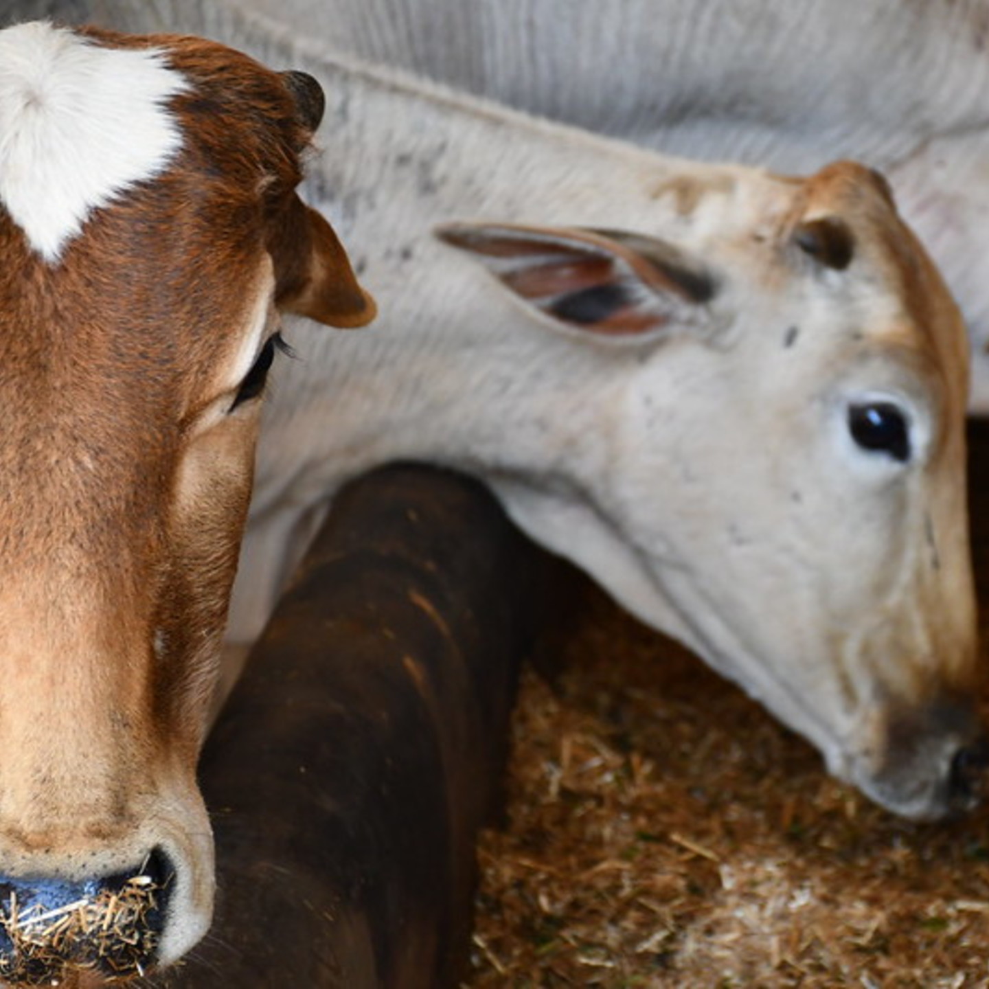 Adopt a Cow