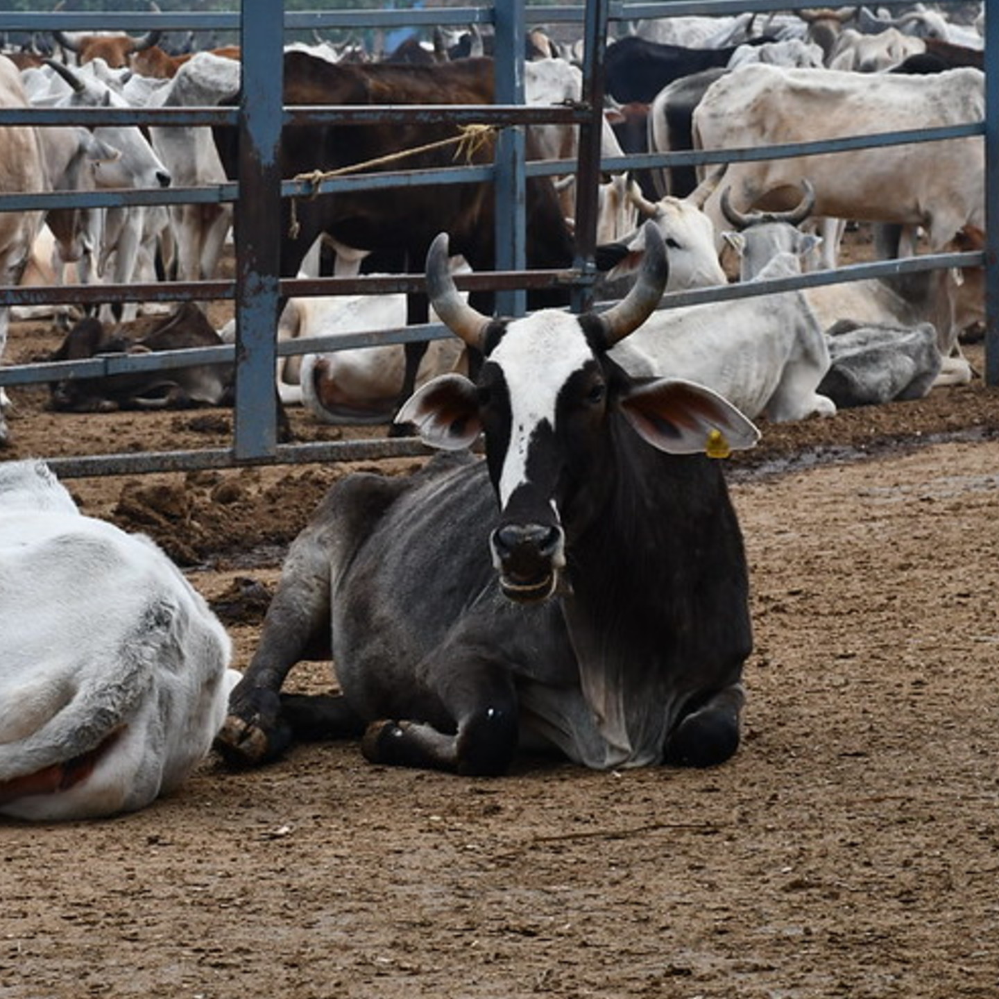 Adopt a Cow 2 Months