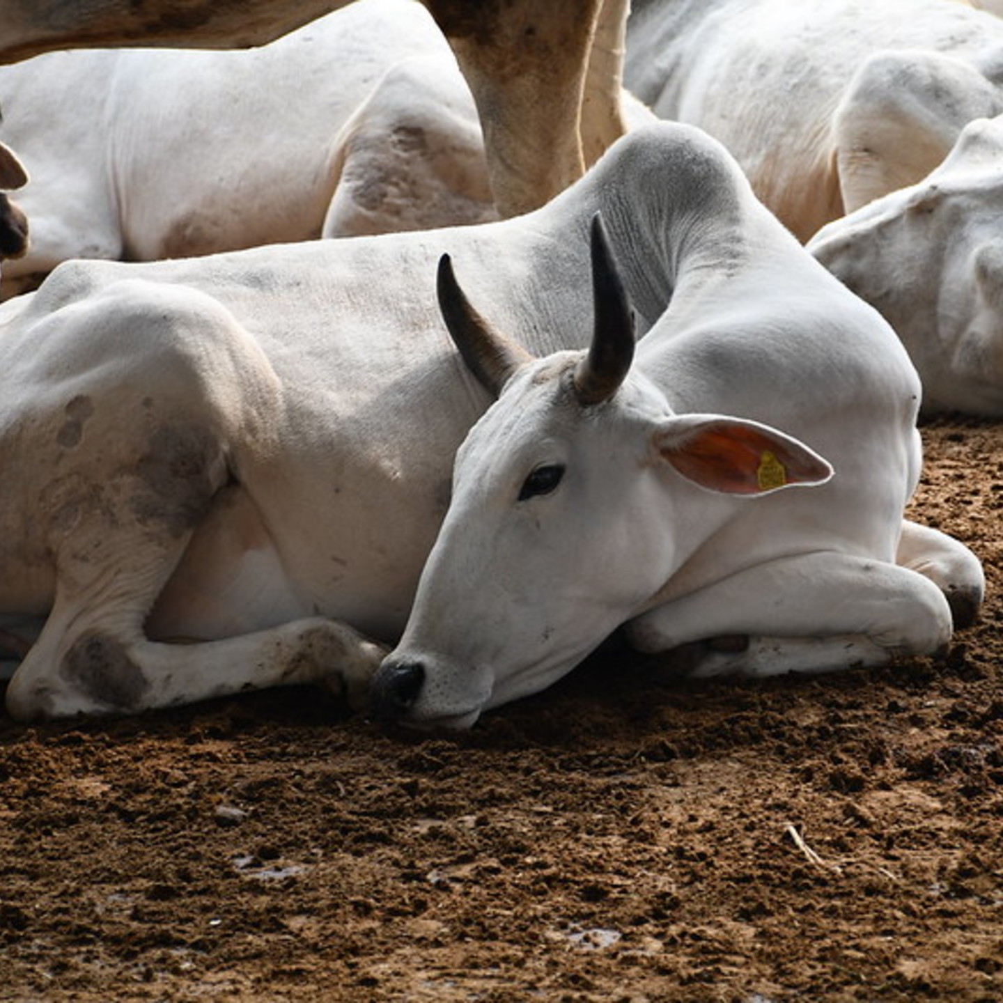 Adopt a Cow 1 Week
