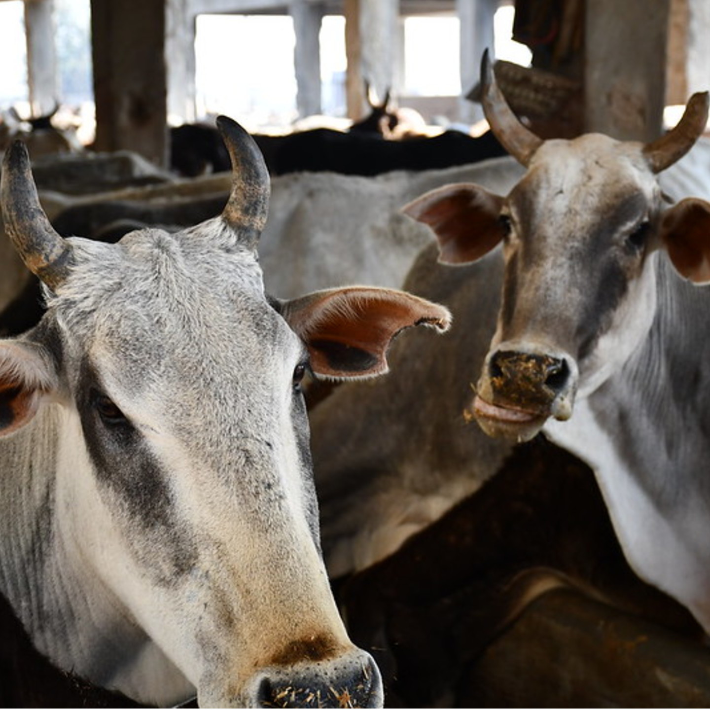 Adopt a Cow